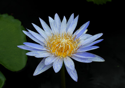 Nymphaea 'Suwanna'