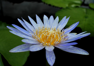 Nymphaea 'Suwanna'