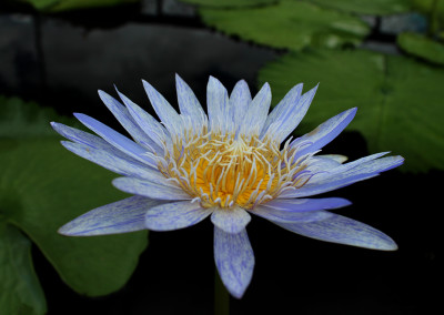 Nymphaea 'Suwanna'