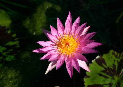 Nymphaea 'Mel Bel'