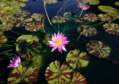 Nymphaea 'Mel Bel'