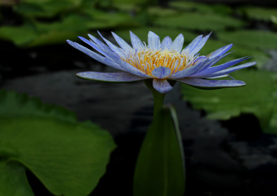 Nymphaea 'Suwanna'