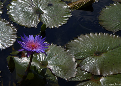 Nymphaea 'Smoulder'