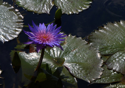 Nymphaea 'Smoulder'