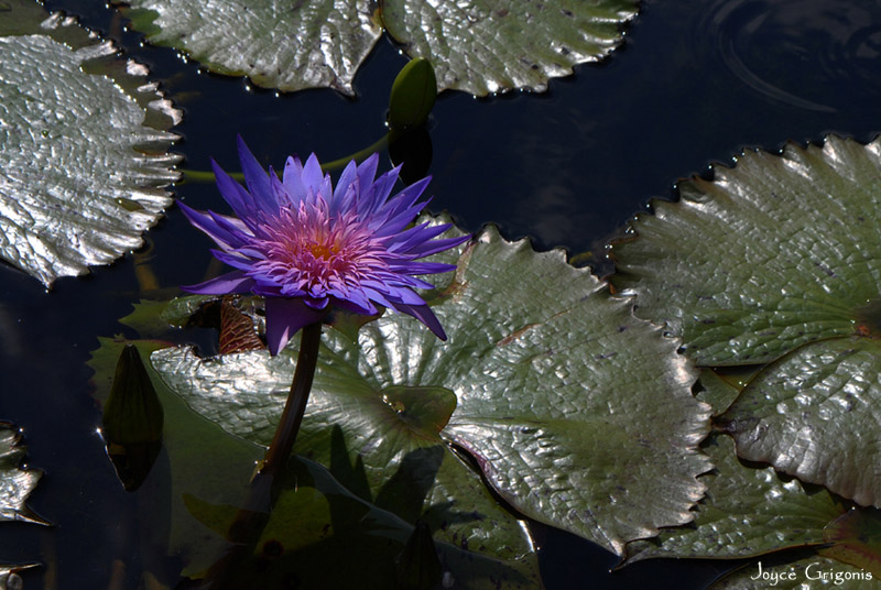 Nymphaea ‘Smoulder’