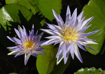 Nymphaea 'Kishin'