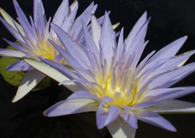 Nymphaea ‘Kishin’