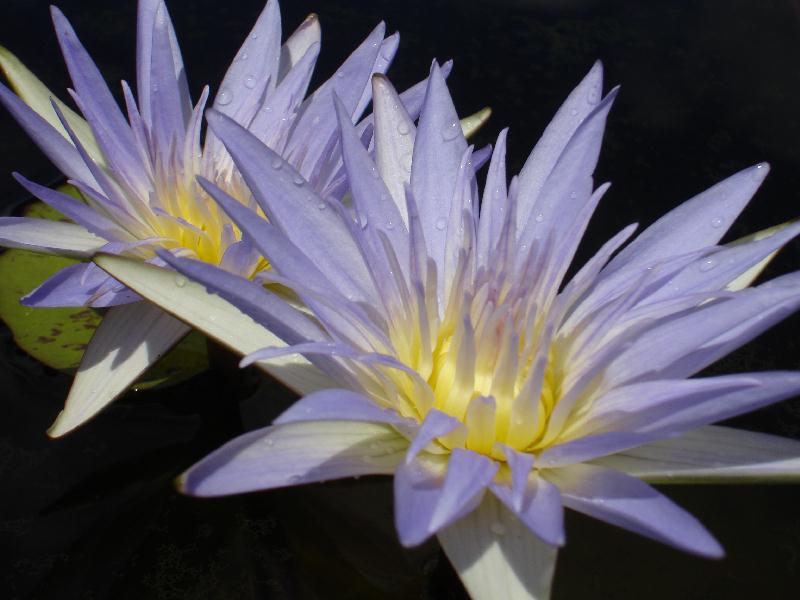 Nymphaea ‘Kishin’