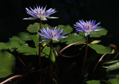 Nymphaea 'Kishin'