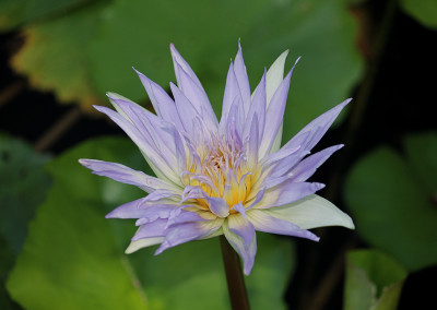 Nymphaea 'Kishin'