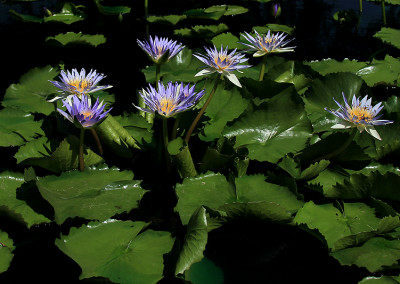 Nymphaea 'Kishin'