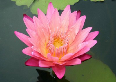 Nymphaea ‘Kymberlyn’