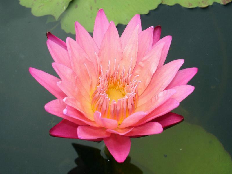 Nymphaea ‘Kymberlyn’