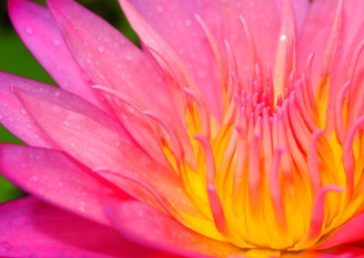 Nymphaea 'Kymberlyn'