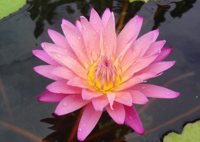 Nymphaea 'Kymberlyn'