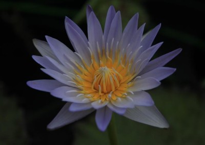 Nymphaea 'Lady Gryphon'