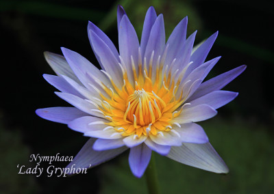 Nymphaea 'Lady Gryphon'