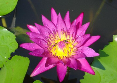 Nymphaea ‘Larp Prasert’