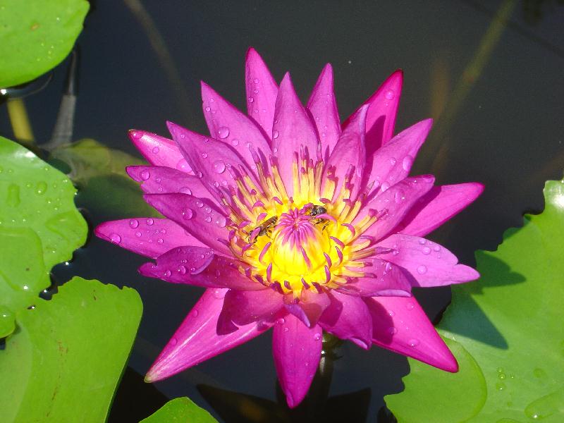 Nymphaea ‘Larp Prasert’