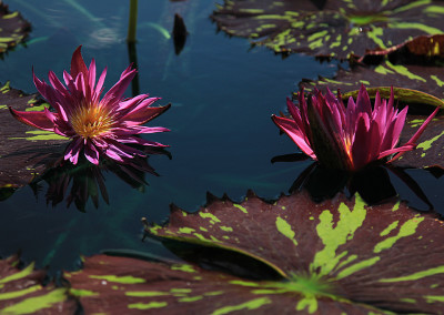 Nymphaea 'Laura Lee'