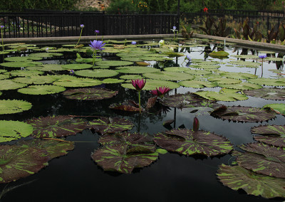 Nymphaea 'Laura Lee'