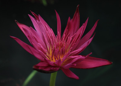 Nymphaea 'Laura Lee'