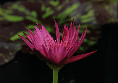 Nymphaea 'Laura Lee'