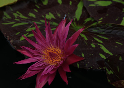 Nymphaea 'Laura Lee'