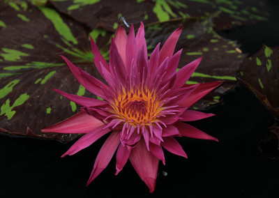 Nymphaea 'Laura Lee'