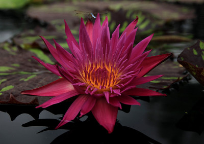 Nymphaea 'Laura Lee'