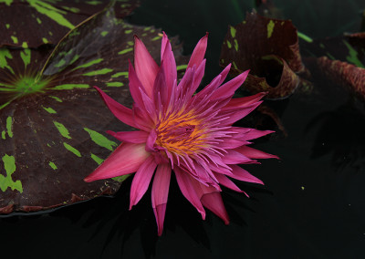 Nymphaea 'Laura Lee'