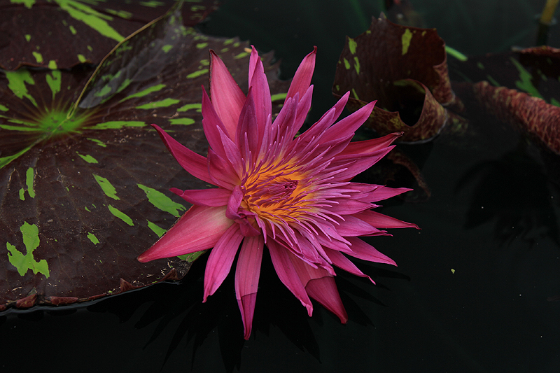 Nymphaea ‘Laura Lee’