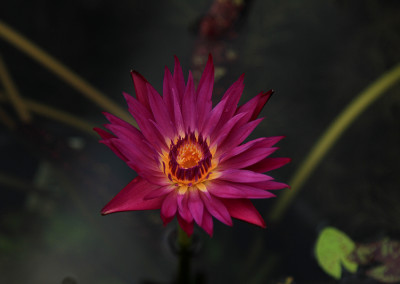 Nymphaea 'Laura Lee'