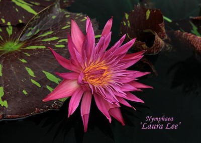 Nymphaea 'Laura Lee'