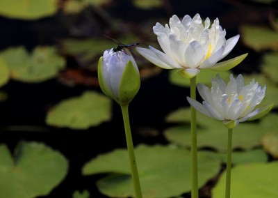 Nymphaea gigantea 'Albert de Lestang'