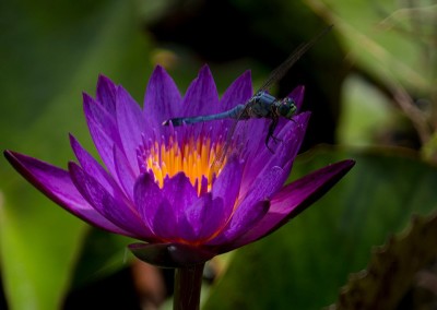 Nymphaea 'Lindsey Woods'