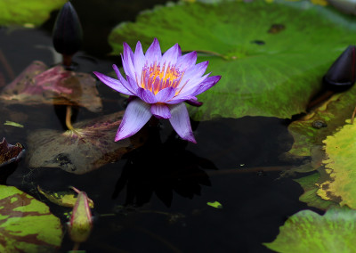 Nymphaea 'Lindsey Woods'