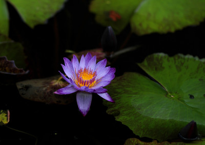 Nymphaea 'Lindsey Woods'