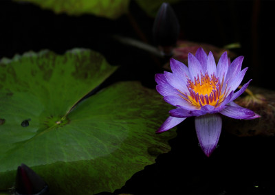 Nymphaea 'Lindsey Woods'