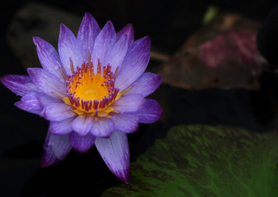 Nymphaea 'Lindsey Woods'