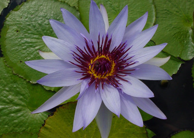 Nymphaea 'Lone Star'