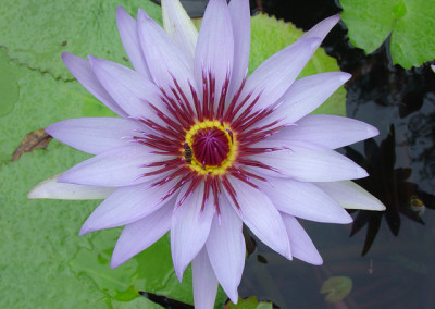 Nymphaea ‘Lone Star’