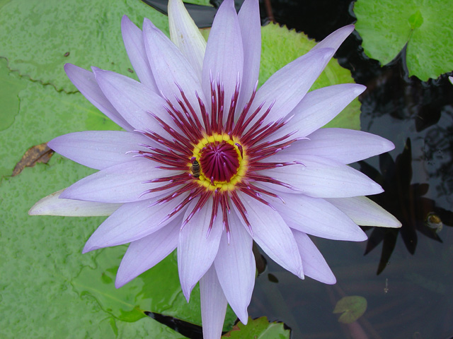 Nymphaea ‘Lone Star’