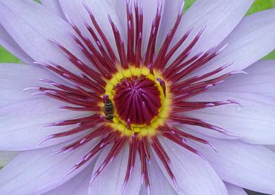 Nymphaea 'Lone Star'