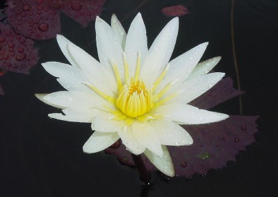 Nymphaea ‘Lou Pignolet’