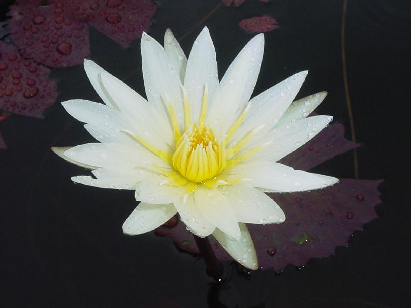 Nymphaea ‘Lou Pignolet’