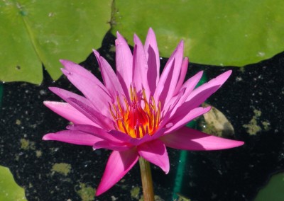 Nymphaea ‘Queen Jill'