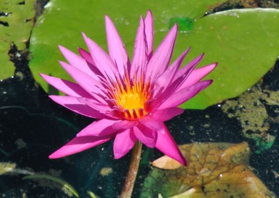 Nymphaea ‘Queen Jill'