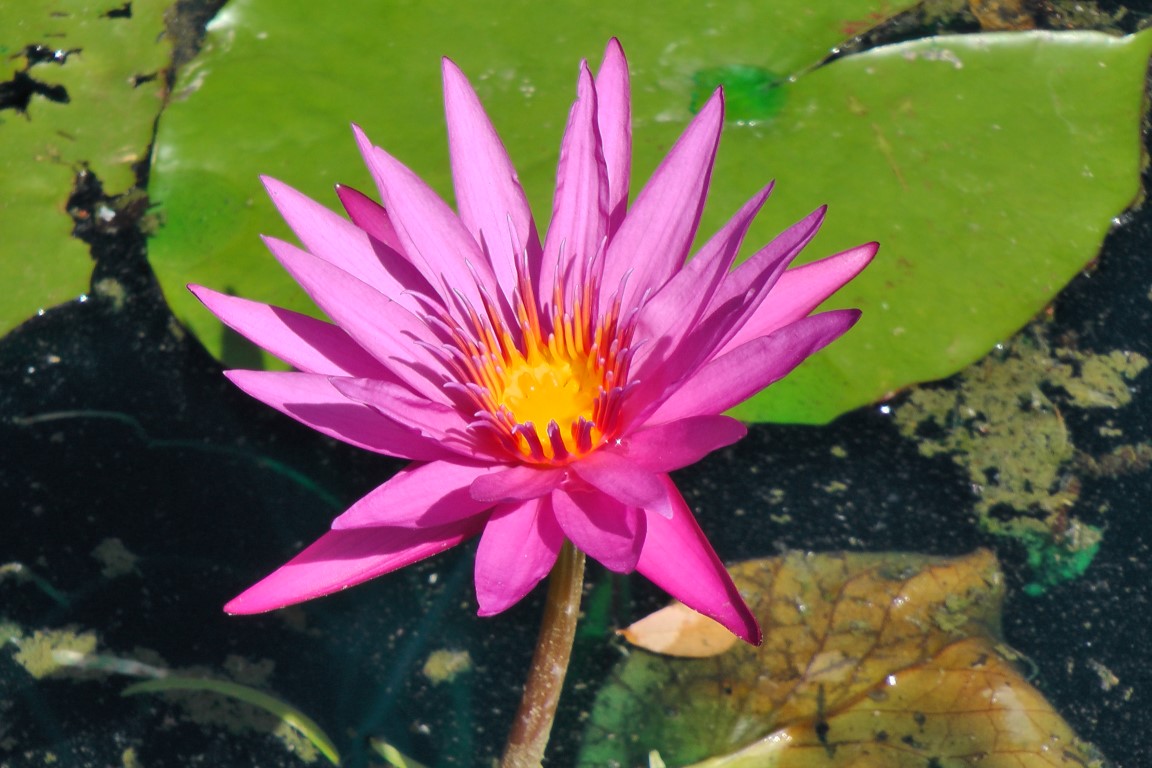 Nymphaea ‘Queen Jill’