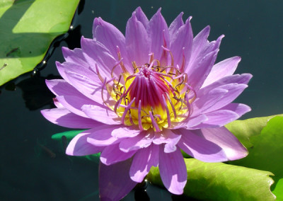 Nymphaea 'Mark Pullen'